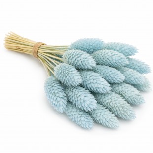 Phalaris verde pastel – flori uscate decorative 60 cm